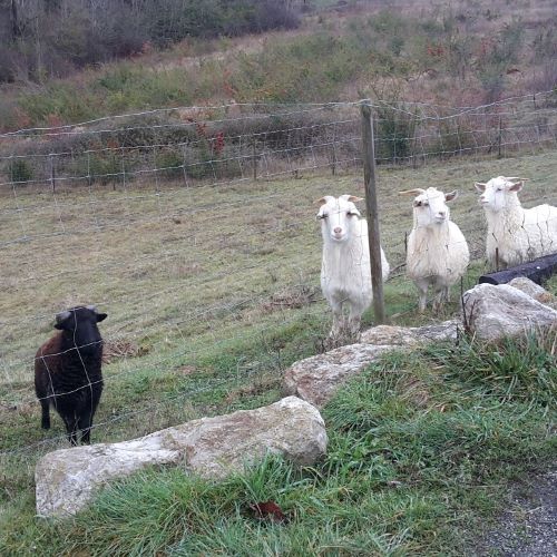 les chèvres de la maison d'hôtes